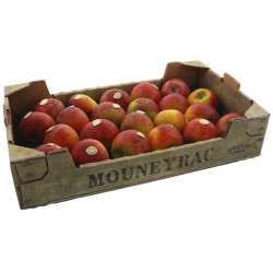 POMME COX ORANGE MOUNEYRAC KG